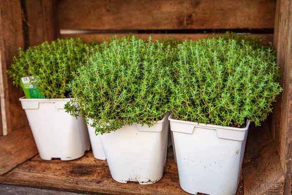 How To Dry Thyme