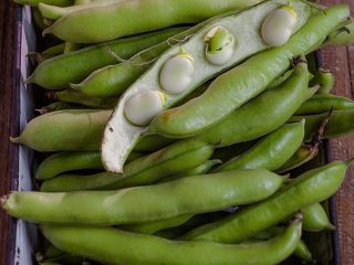 fava beans substitute