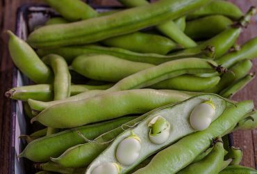 fava beans substitute